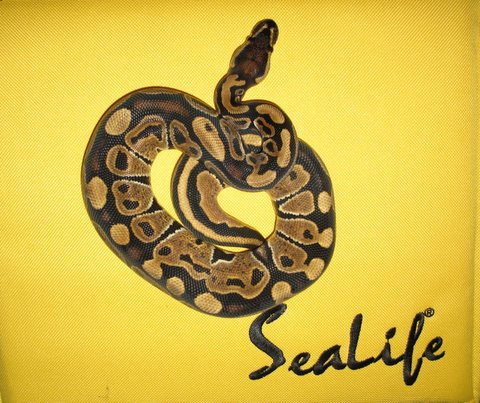 Lg Sealife