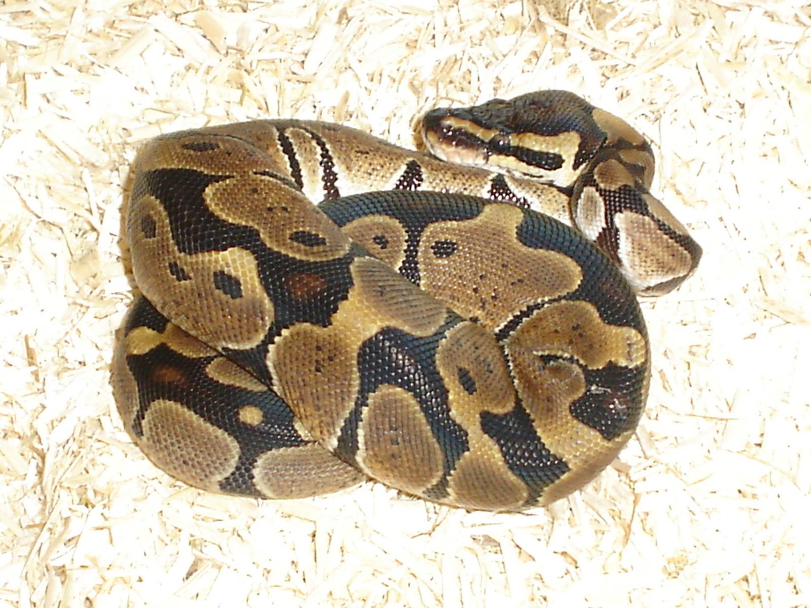 Akia