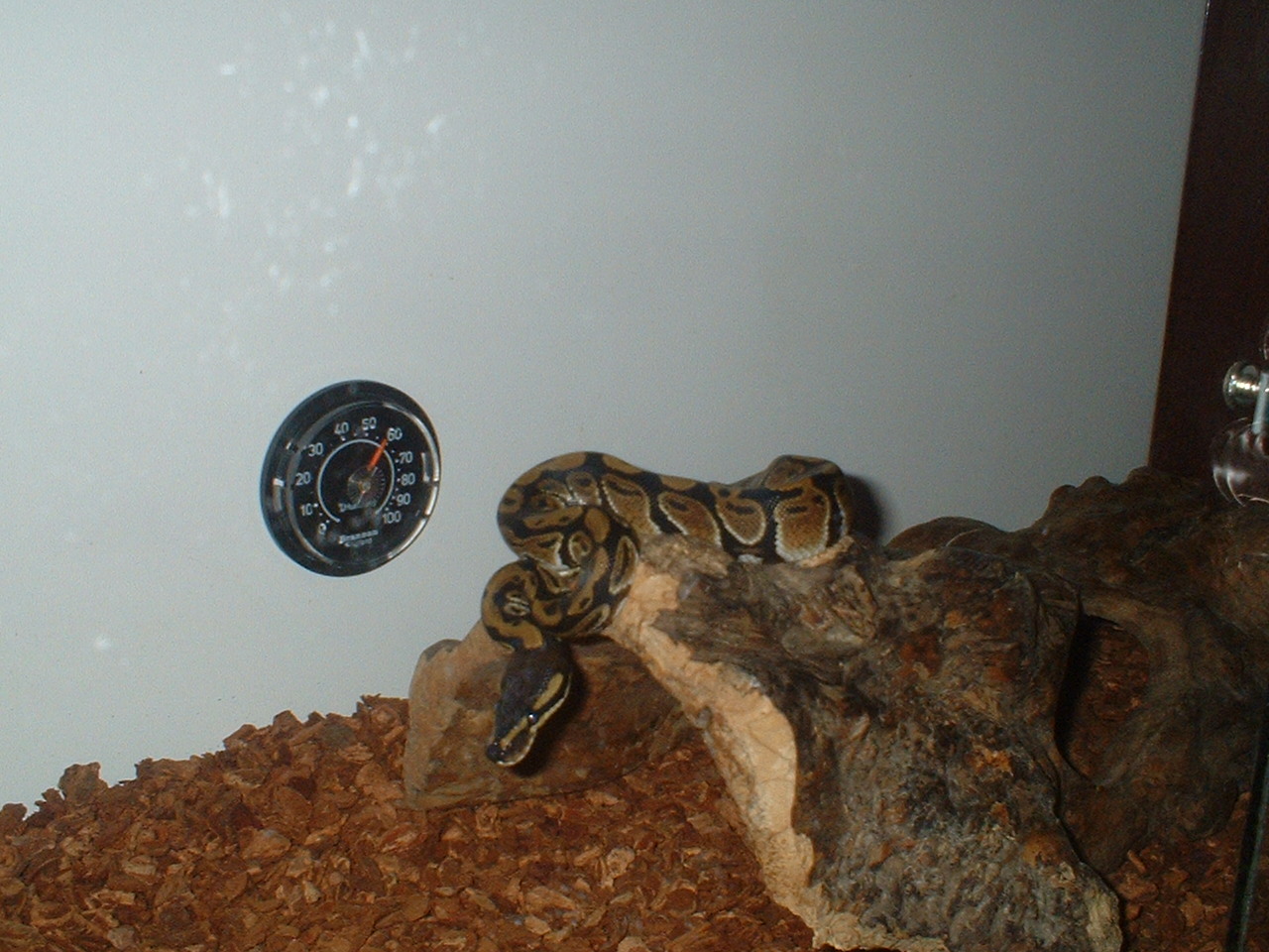 Victor looking for food