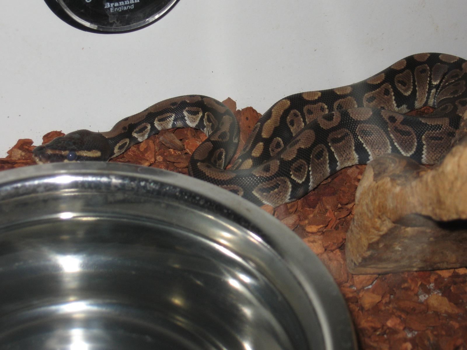 Victor soon to shed