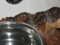 Victor soon to shed