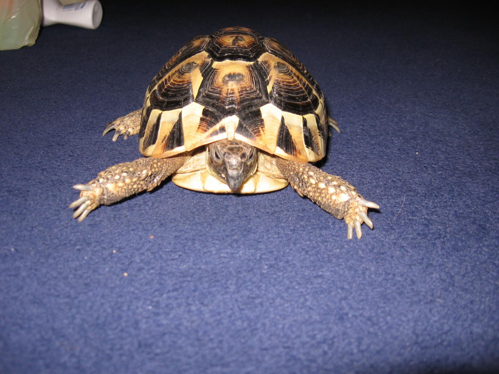 Daisy the tortoise