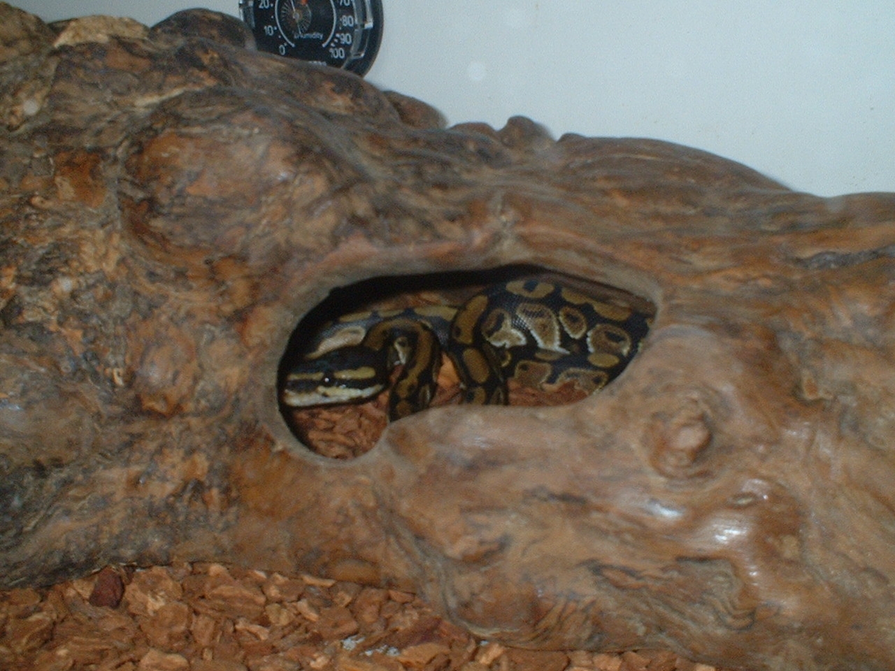 Victor hideing