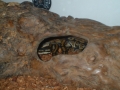 Victor hideing