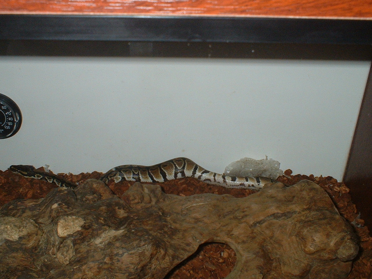 vic shedding