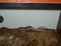 vic shedding