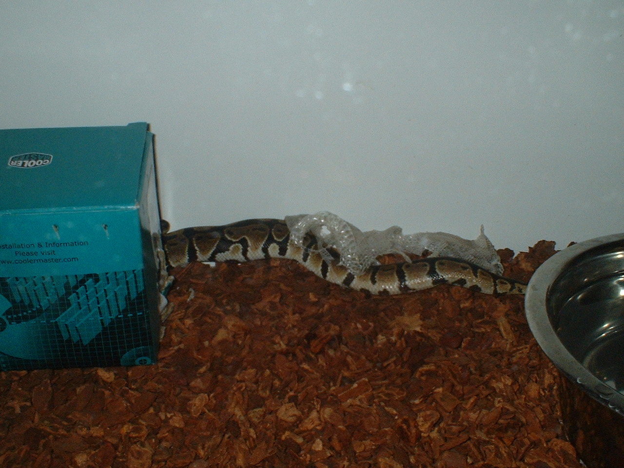 vic shedding again