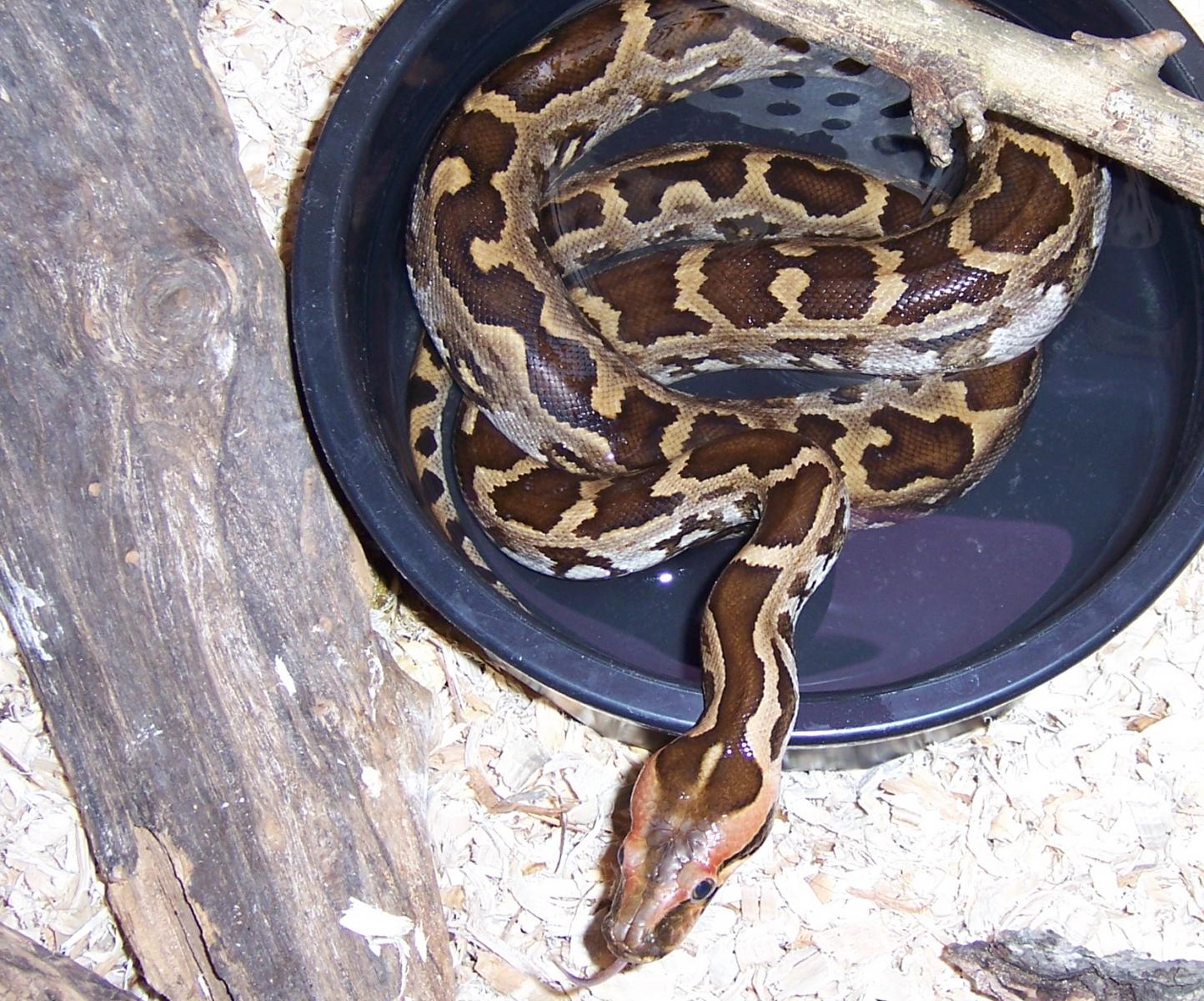 Naga