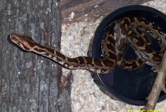 Naga 