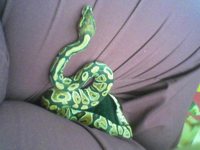 The New Girl