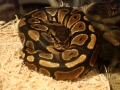 My New BP