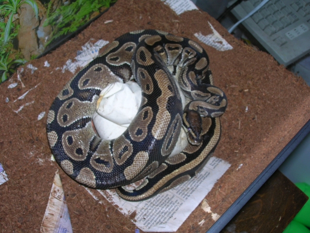 MiscPicsdogsbirdnannysnakes007