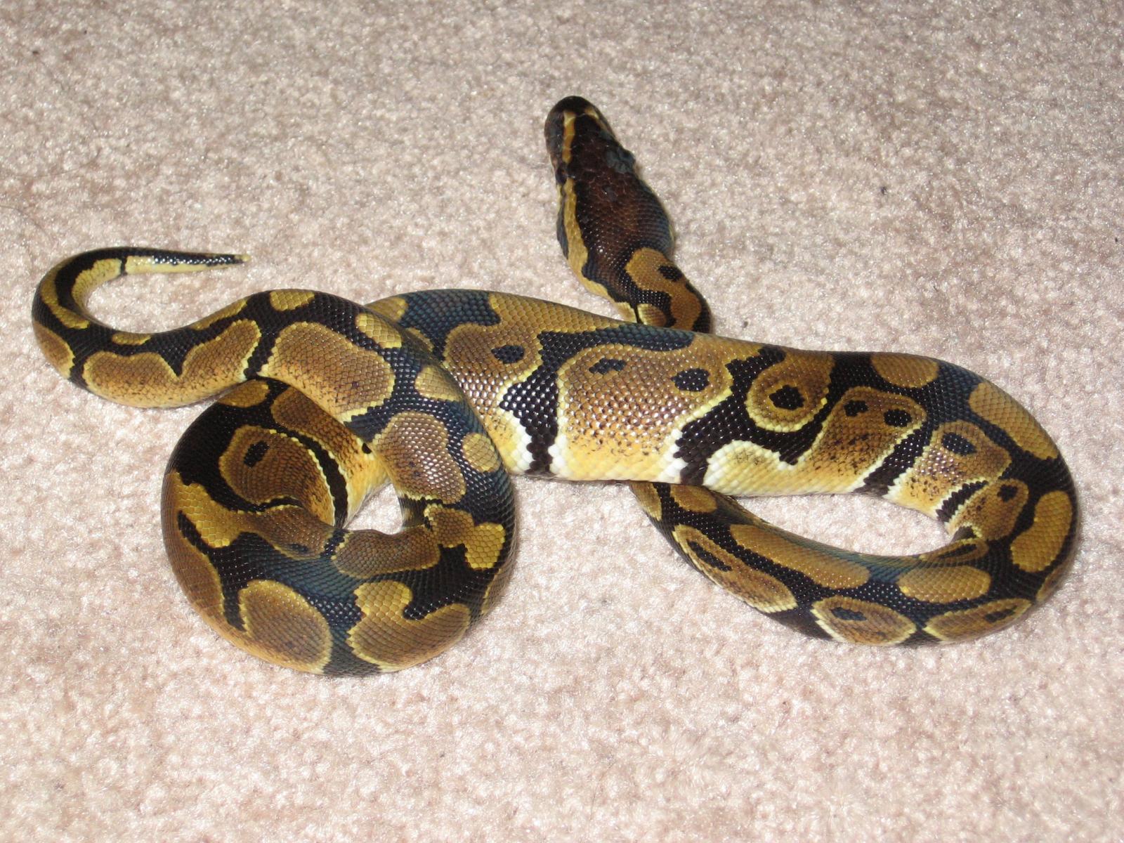 new pics of obi 