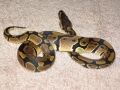 new pics of obi 