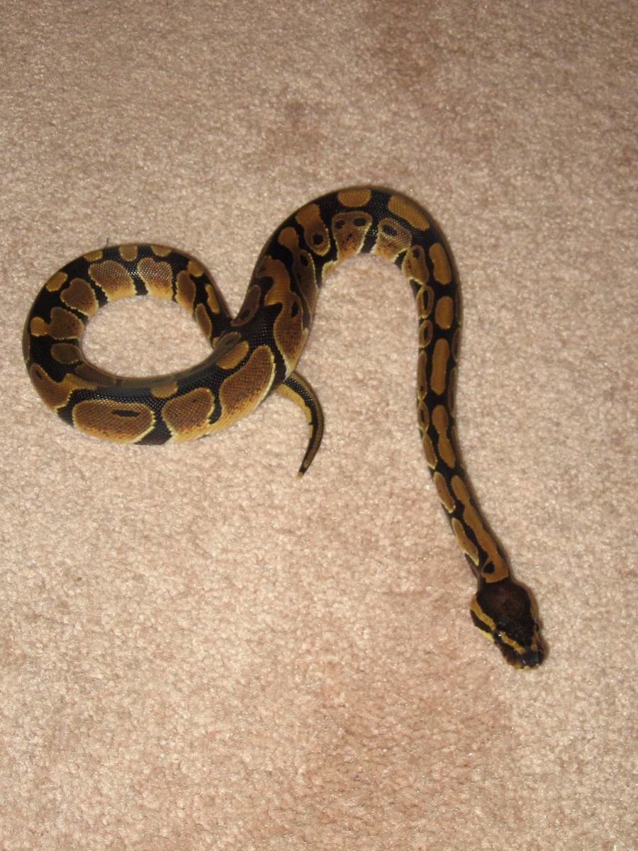 new pics of obi 