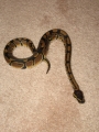 new pics of obi 