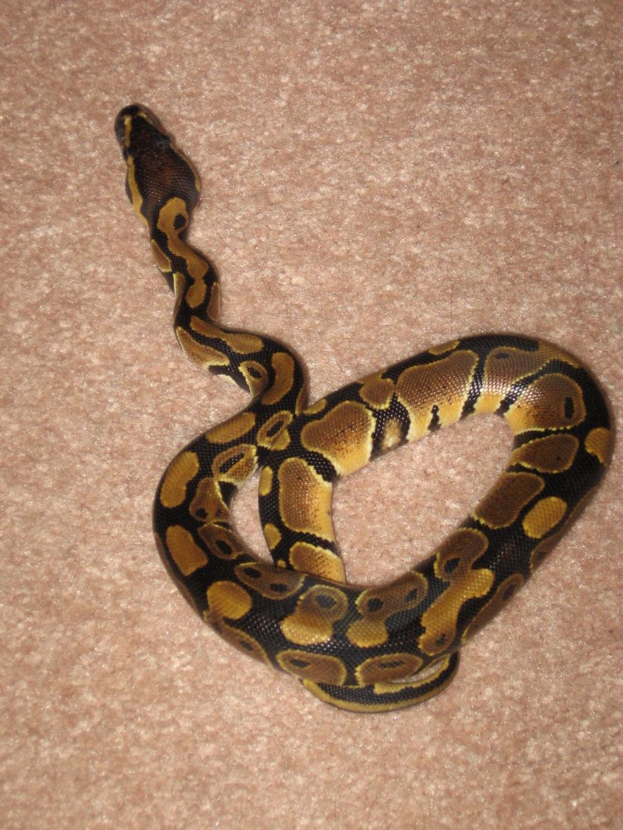 coiled up 