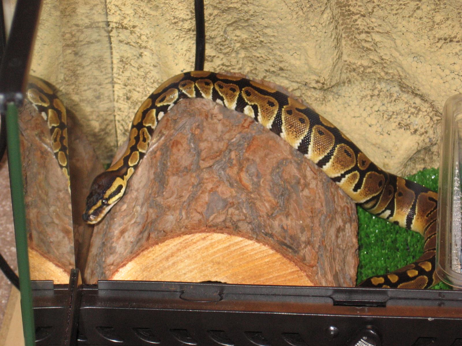obi after his first feed 