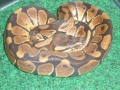 Introducing Monster