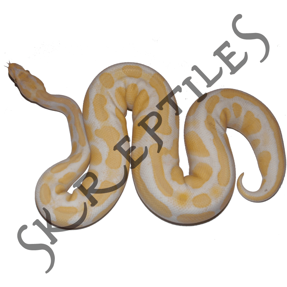 Albino 2012 male