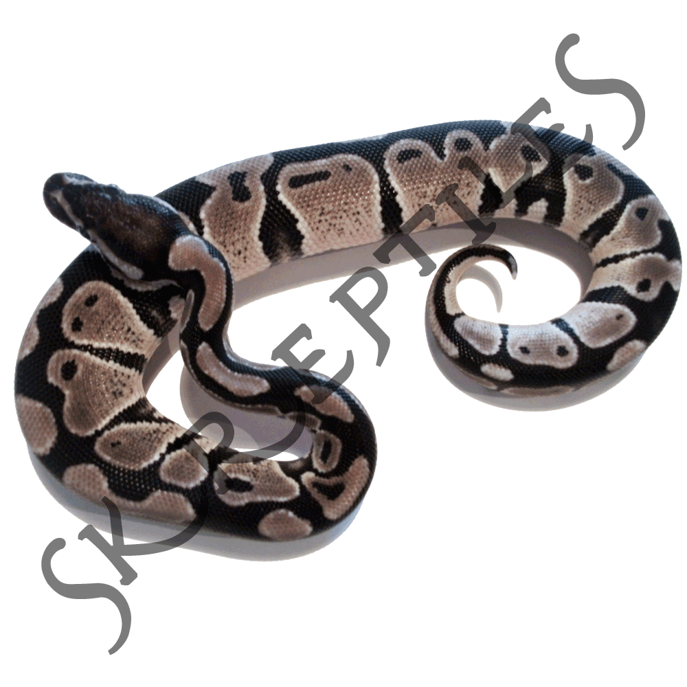VPI Axanthic 2013 male