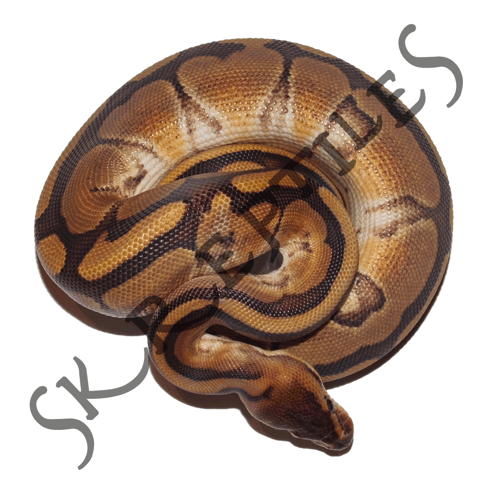 Genetic Stripe 2013 female