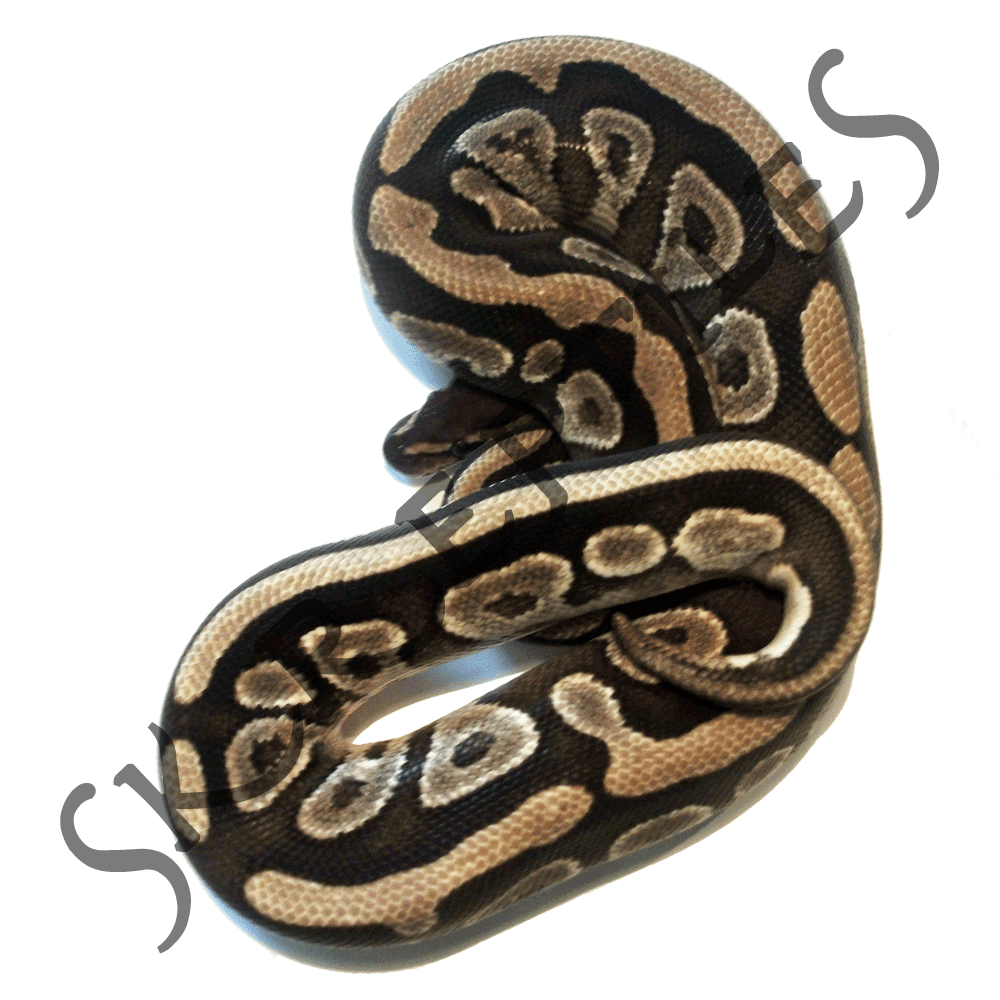 Mojave 2010 male