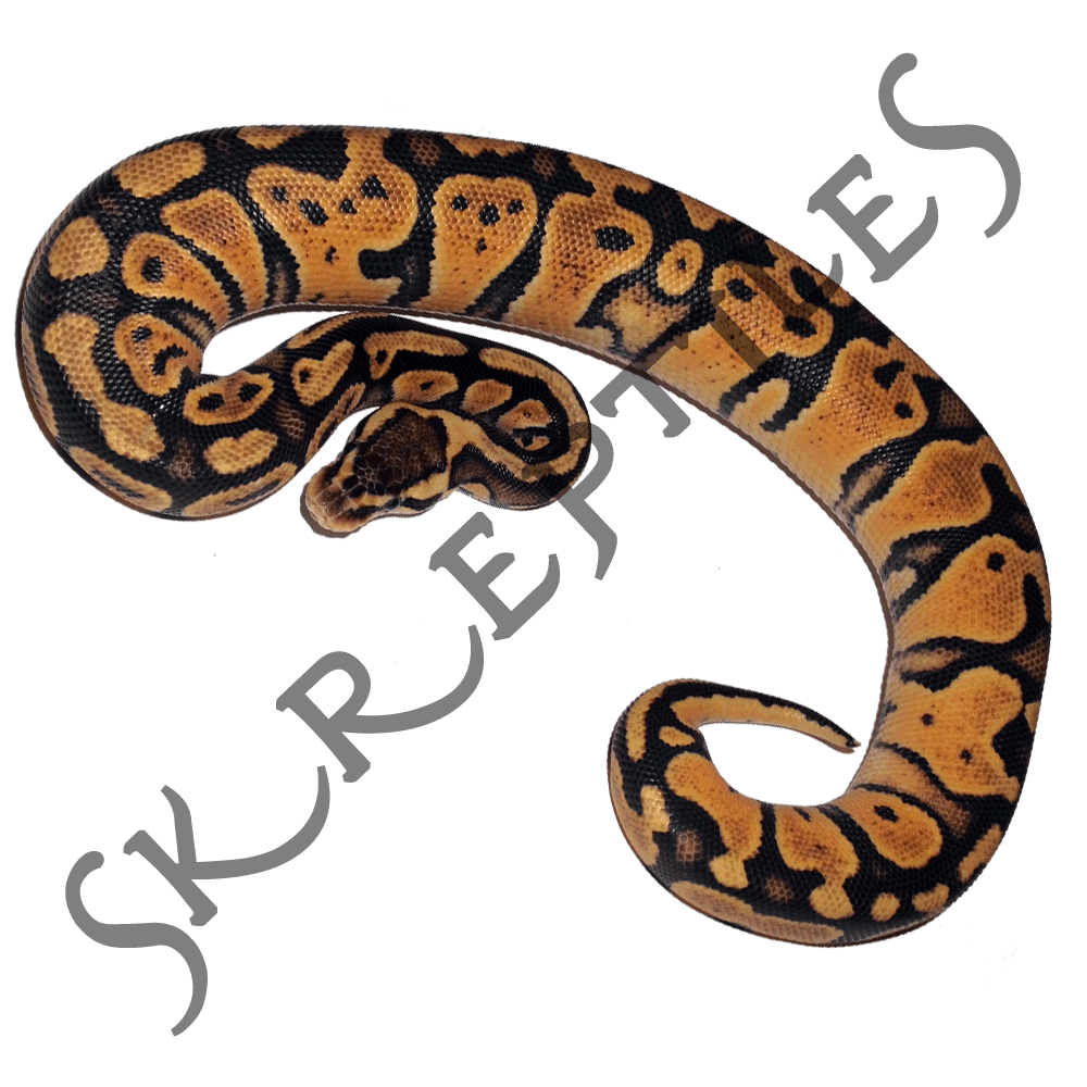 Pastel 100% het Clown 2013 female