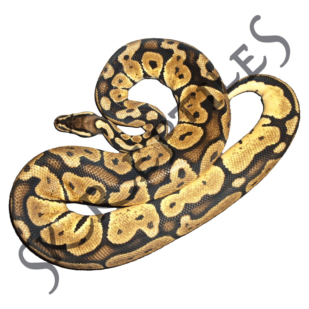 Pastel 2010 female