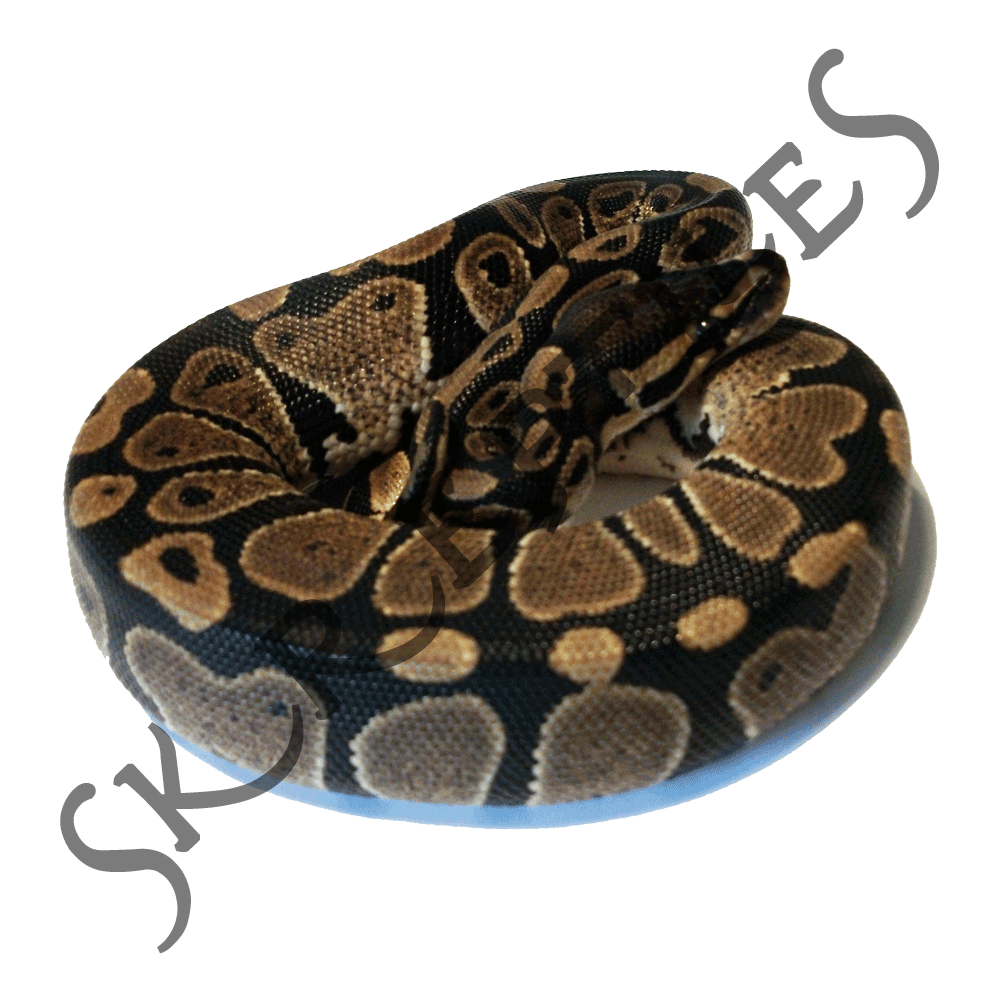 100% het Piebald 2013 female