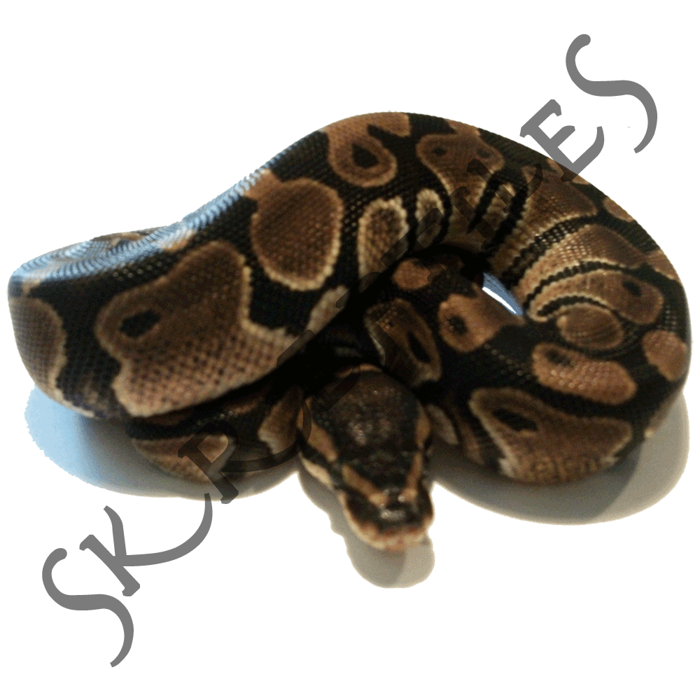 100% het Piebald 2013 male