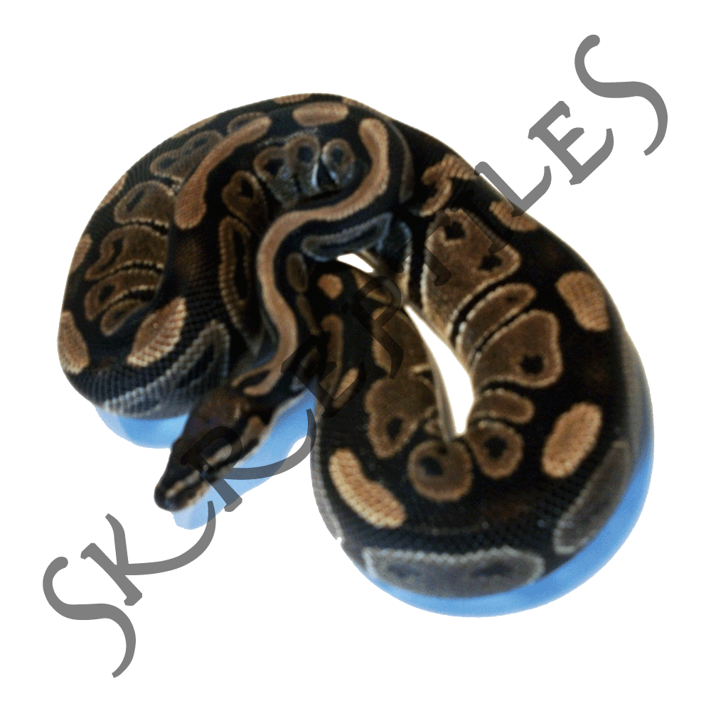 100% het Albino 2011 female