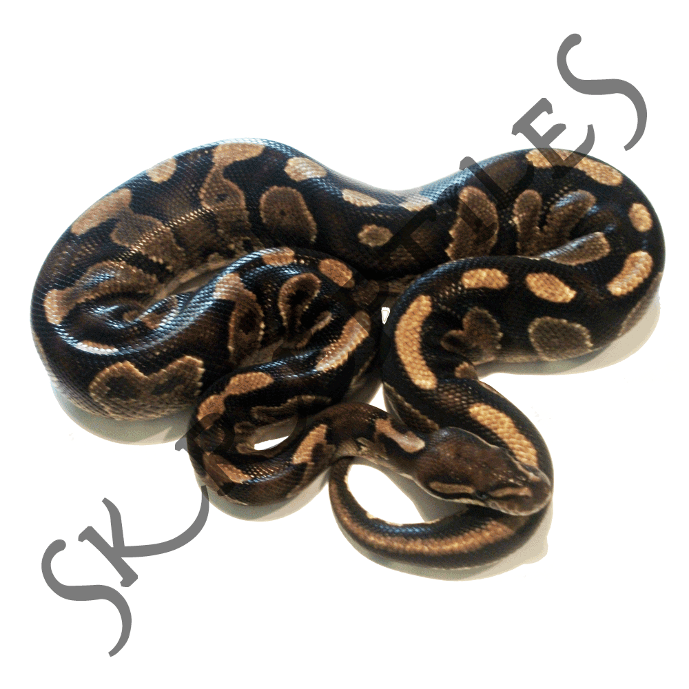 Yellow Belly 2010 male