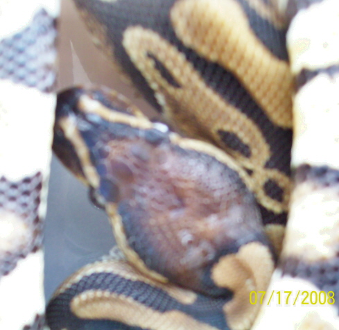 Het A Female 2