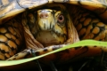 Cool Box Turtle