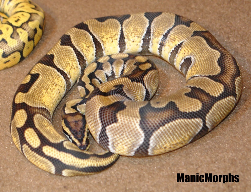 Enchi