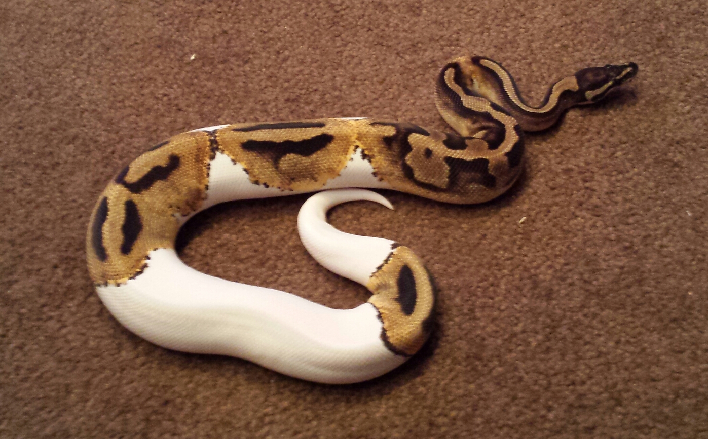 pied female