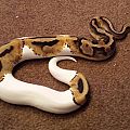 pied female