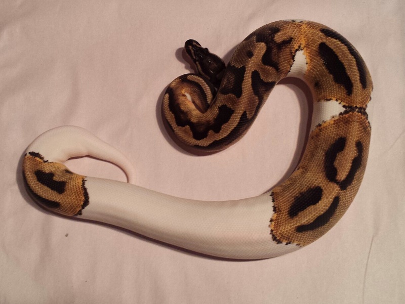 Pied F2