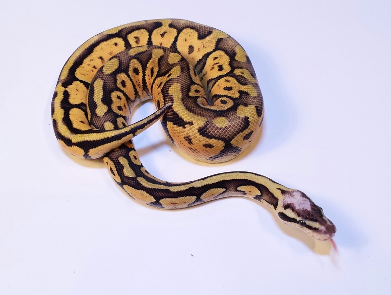 SuperPastel?