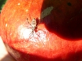 Bug on Pomegranite