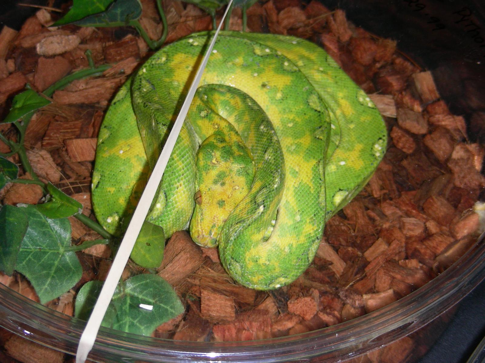 Gorgeous Python(?)