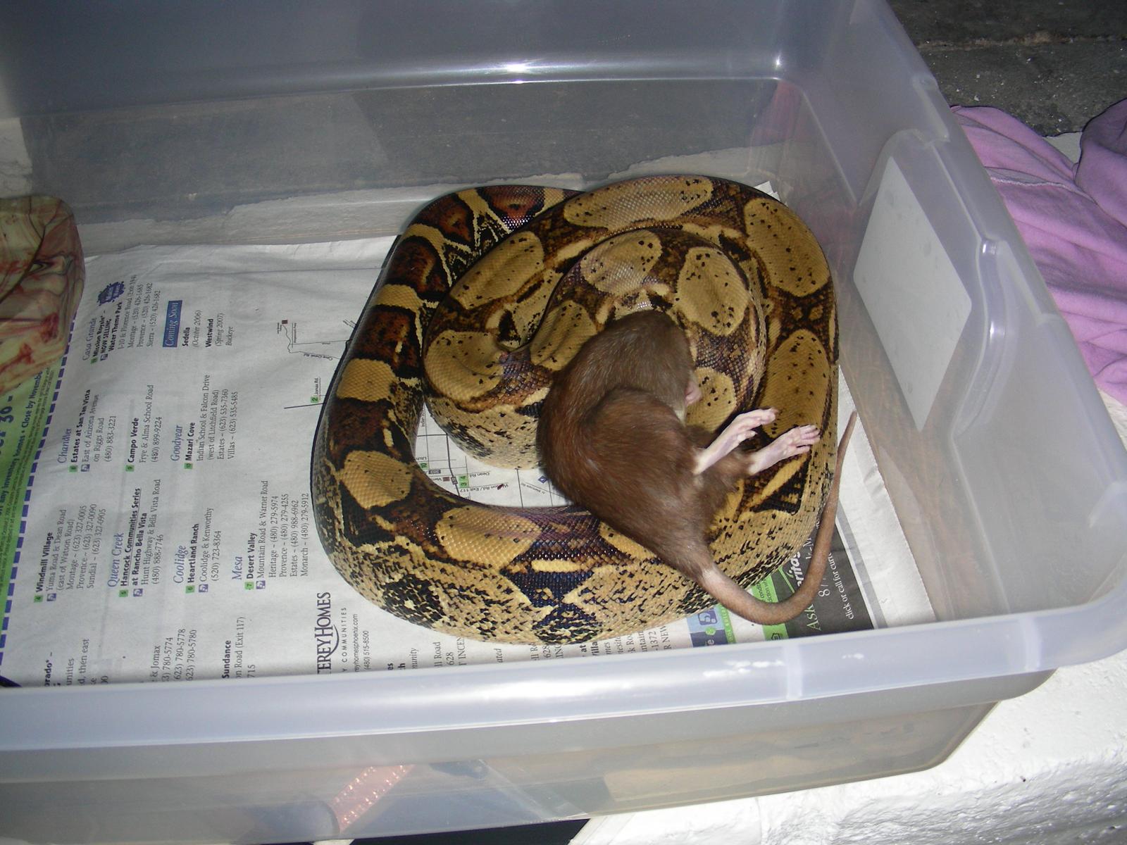 Java Eating