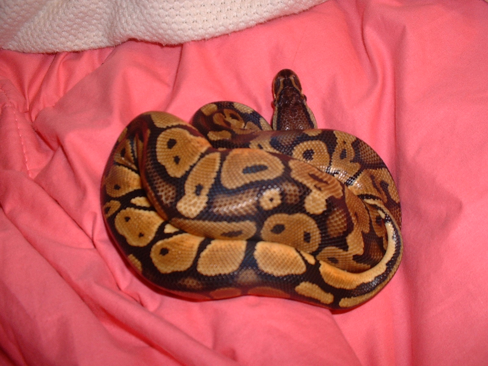New Pastel3