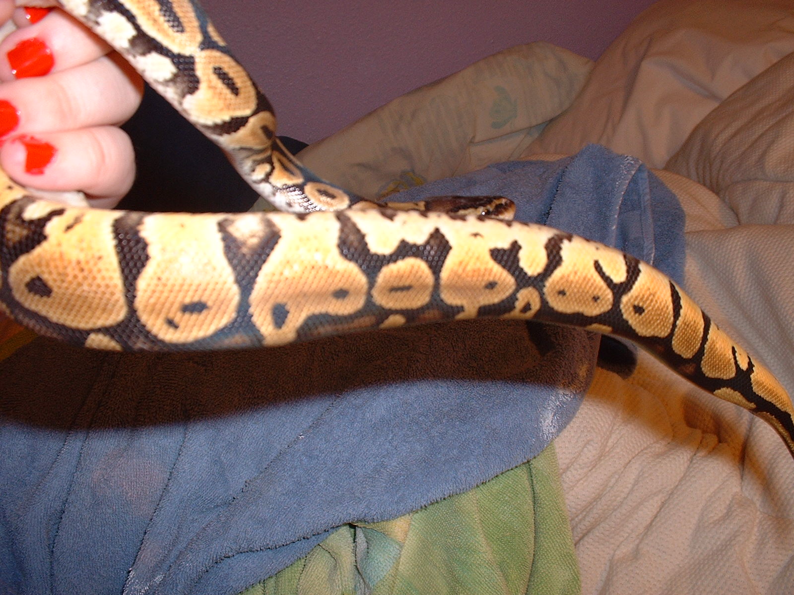 New Pastel4