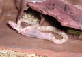 Pinkie after a meal.