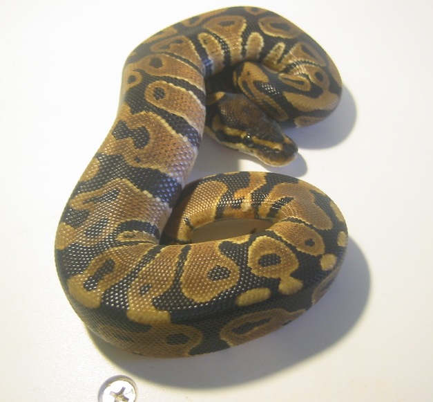C104-2