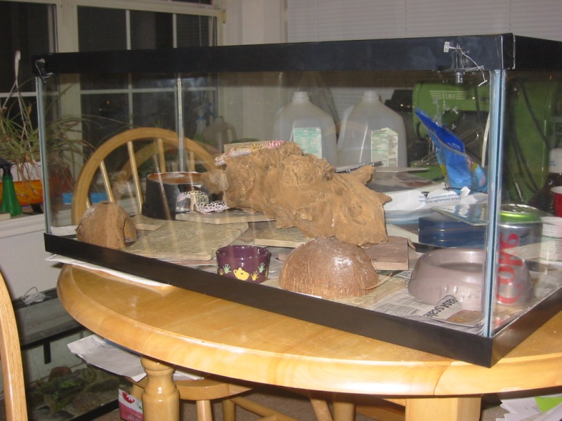 Gecko tank (w/flash)