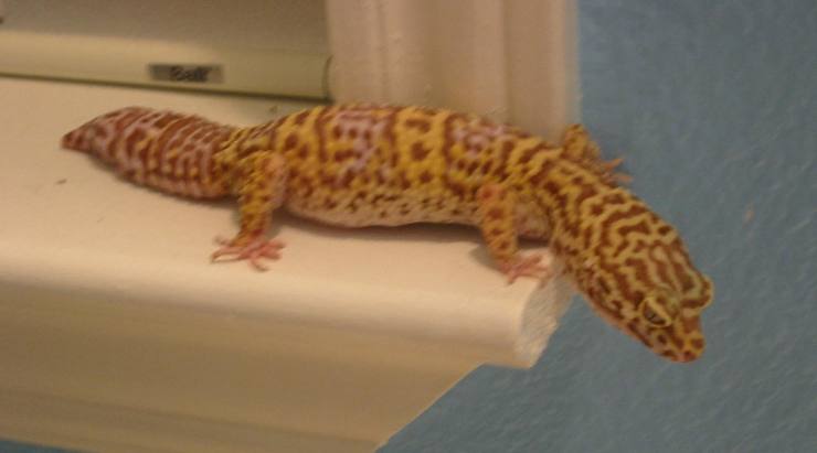 Shiro On Ledge