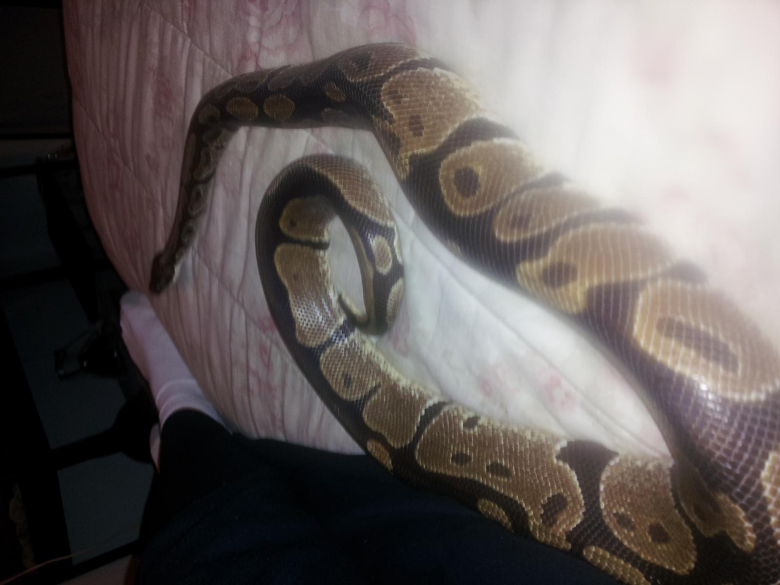 Reaper my Ball Python